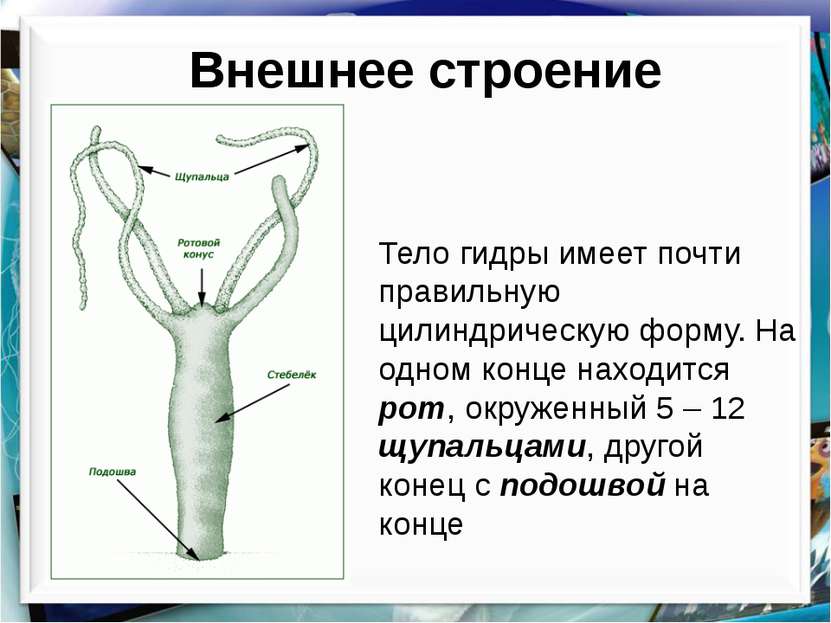 Кракена точка нет